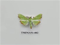 藏品(螟蛾302)的圖片